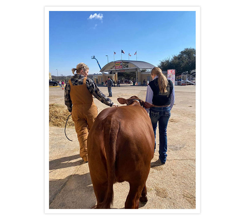 A woman with blonde hair leading a show cow walking beside her student with dark blonde hair.